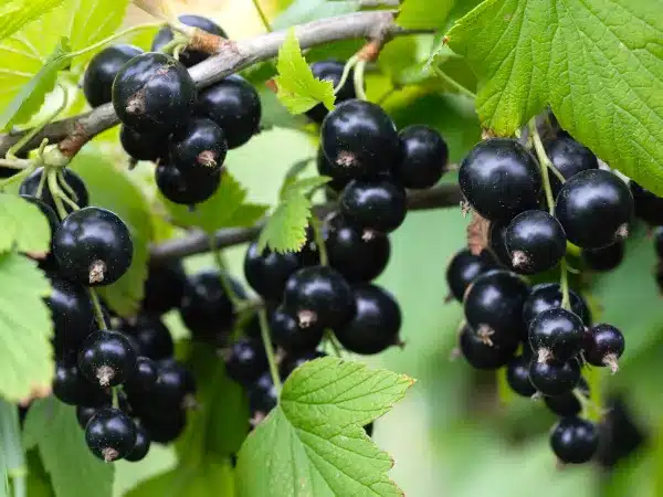 porzeczka-czarna-sofijewskaja-sadzonki-5-cc Porzeczka czarna SOFIJEWSKAJA - sadzonki