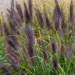 Rozplenica japońska BLACK BEAUTY - sadzonki