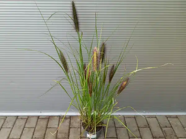 Rozplenica japońska BLACK BEAUTY - sadzonki w doniczkach C2