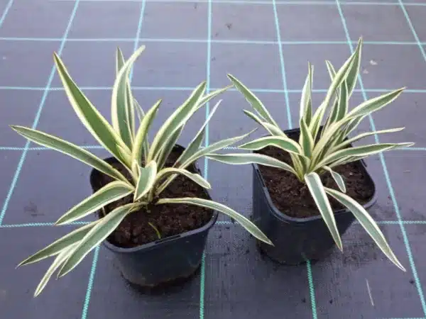 Juka zwisająca (Yucca flaccida) IVORY TOWERS - sadzonki w doniczkach C2