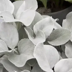 Starzec srebrnolistny ANGEL WINGS - sadzonki