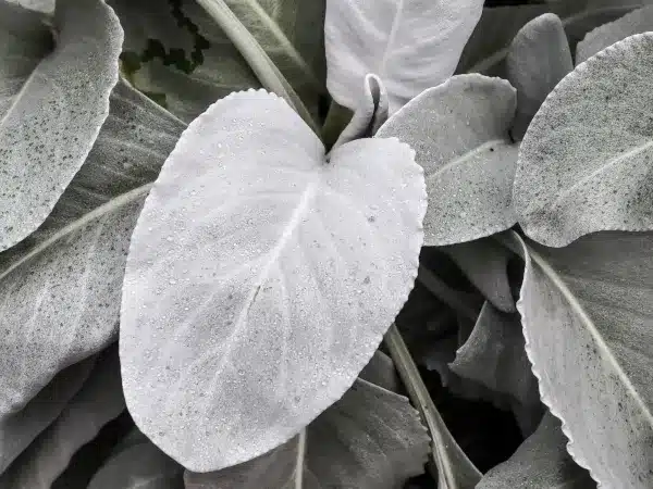 Starzec srebrnolistny ANGEL WINGS - sadzonki