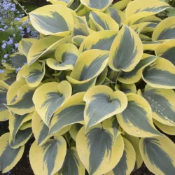 Funkia (hosta) AUTUMN FROST - sadzonki