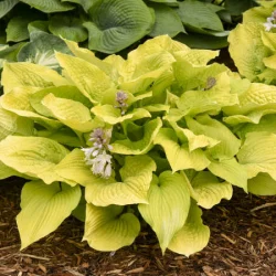 Funkia (hosta) AUTUMN FROST - sadzonki