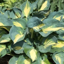 Funkia (Hosta) DREAM QUEEN - sadzonki