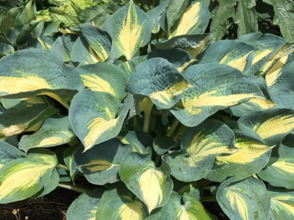 hosta-funkia-dream-queen-sadzonki-2 Funkia (Hosta) DREAM QUEEN - sadzonki