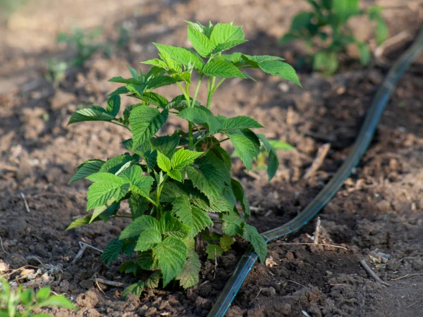 Jak nawadniać maliny?