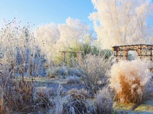 Kalendarz ogrodnika - luty w ogrodzie
