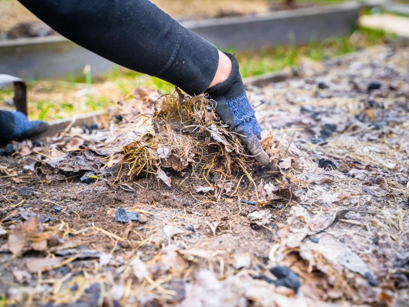 kalendarz-ogrodnika-luty-w-ogrodzie-5 Pierwsze porządki w ogrodzie.