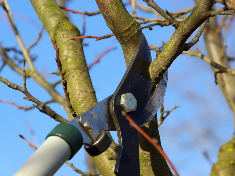 kalendarz-ogrodnika-luty-w-ogrodzie-6 Zimowe cięcie roślin owocowych
