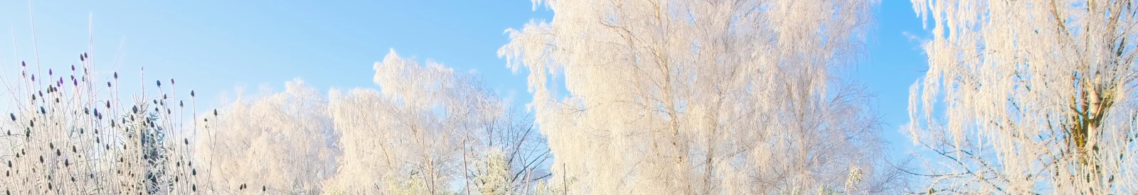 Kalendarz ogrodnika. Luty w ogrodzie