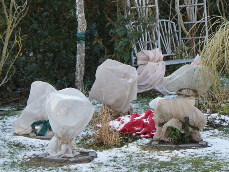 kalendarz-ogrodnika-styczen-w-ogrodzie-okrywanie Pamiętajmy o zimowym okryciu roślin.