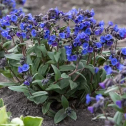 Miodunka BLUE ENSIGN - sadzonki