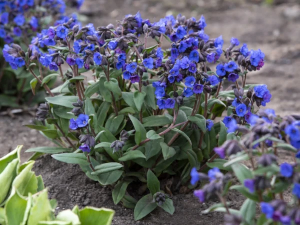 miodunka-blue-ensign-sadzonki-3 Miodunka BLUE ENSIGN - sadzonki