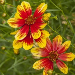 Nachyłek okółkowy BENGAL TIGER - sadzonki