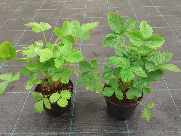 Poziomka żółta YELLOW WONDER - sadzonki w doniczkach P9