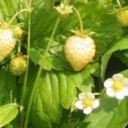 Poziomka żółta YELLOW WONDER - sadzonki