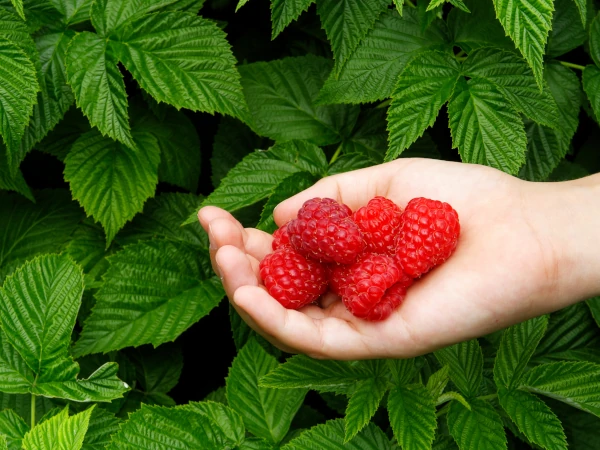 Maliny w ogrodzie - sadzenie, uprawa, pielęgnacja