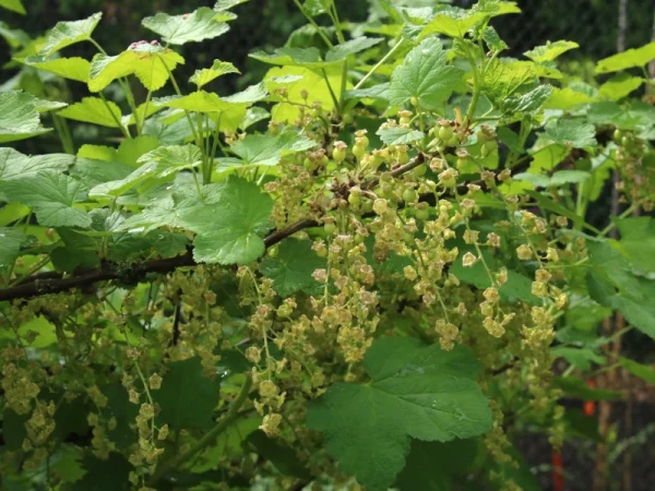 Porzeczka czerwona DETVAN - sadzonki