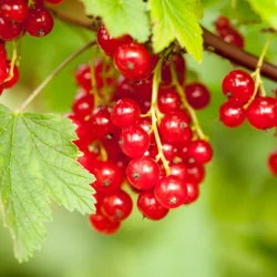 Porzeczka czerwona DETVAN - sadzonki