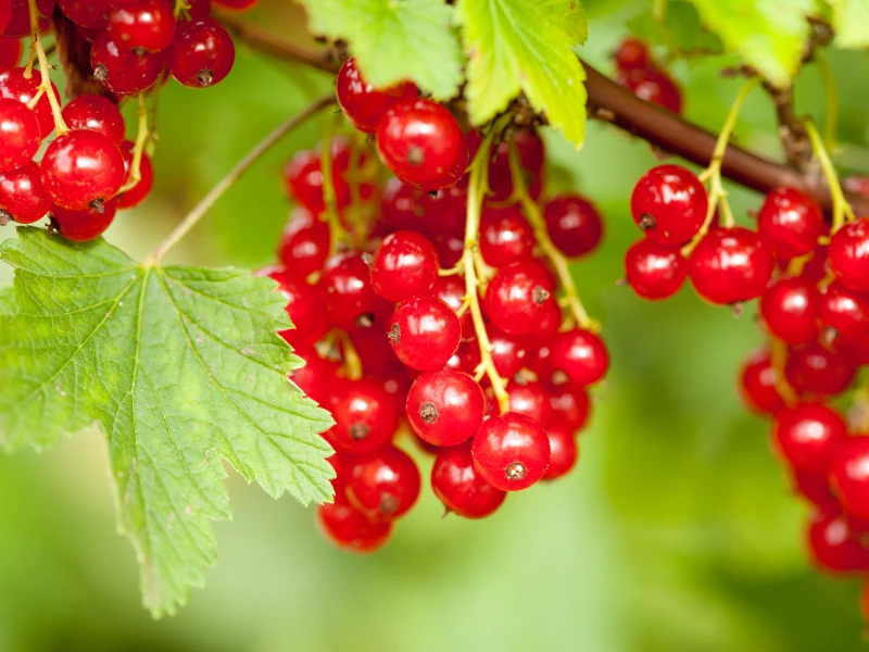 Porzeczka czerwona DETVAN - sadzonki