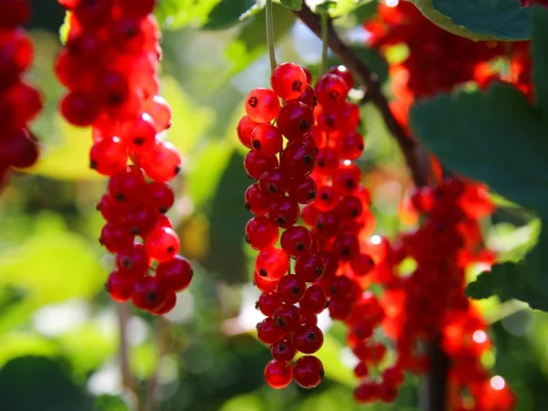 Porzeczka czerwona DETVAN - sadzonki