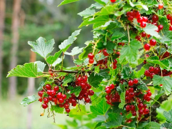 Porzeczka czerwona DETVAN - sadzonki
