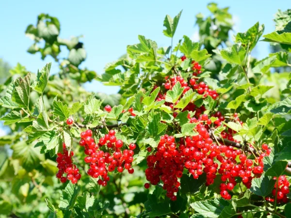 Porzeczka czerwona DETVAN - sadzonki