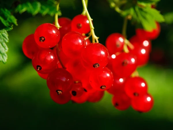 Porzeczka czerwona ROLAN - sadzonki