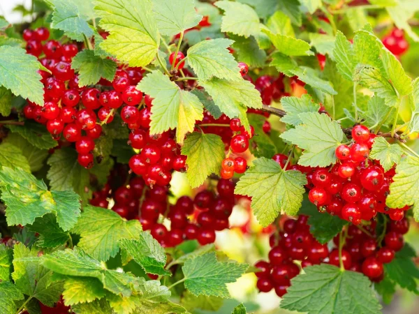 Porzeczka czerwona ROLAN - sadzonki