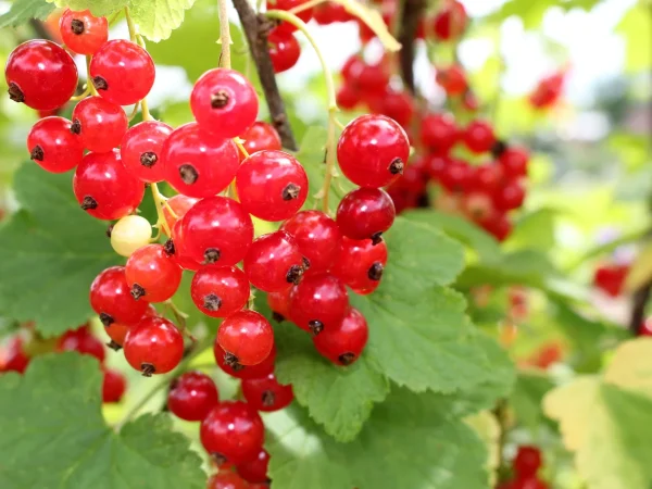 Porzeczka czerwona ROLAN - sadzonki