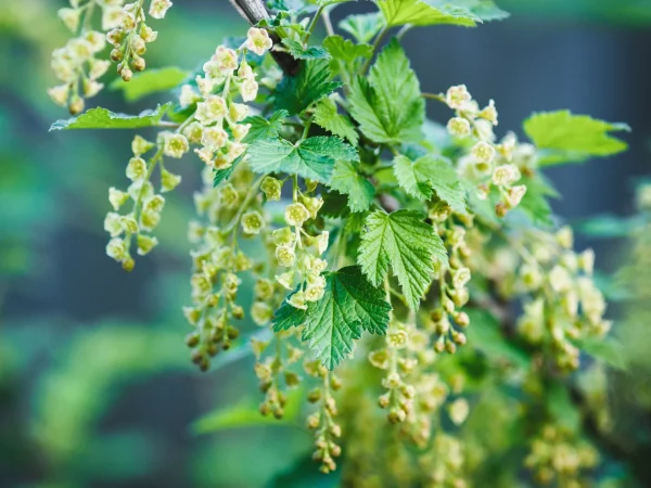 Porzeczka czerwona ROLAN - sadzonki