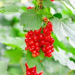 Porzeczka czerwona ROLAN - sadzonki