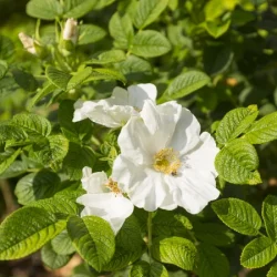 Róża pomarszczona ALBA - sadzonki