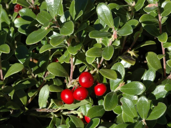 Irga łyżeczkowata SCHNEIDER - sadzonki