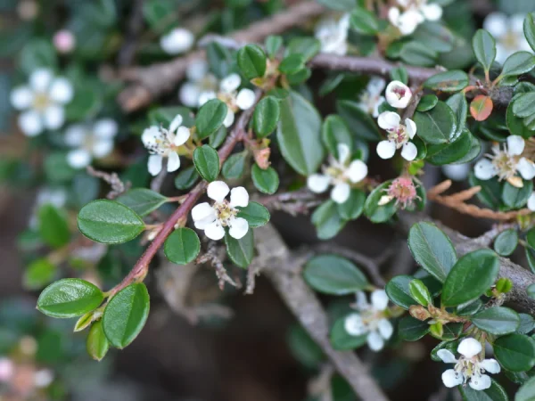 Irga łyżeczkowata SCHNEIDER - sadzonki