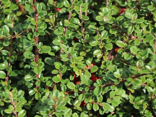 Irga łyżeczkowata SCHNEIDER - sadzonki