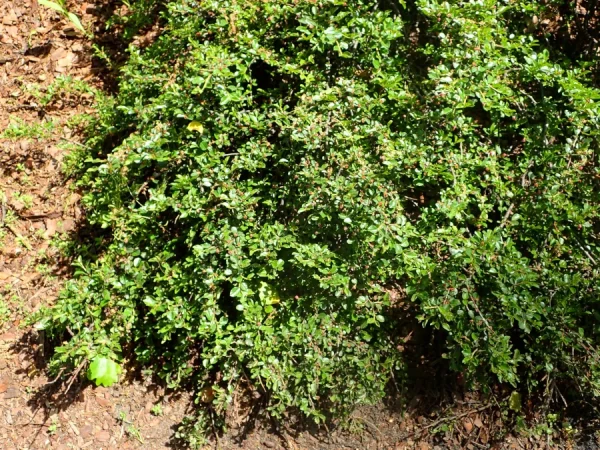 Irga łyżeczkowata SCHNEIDER - sadzonki