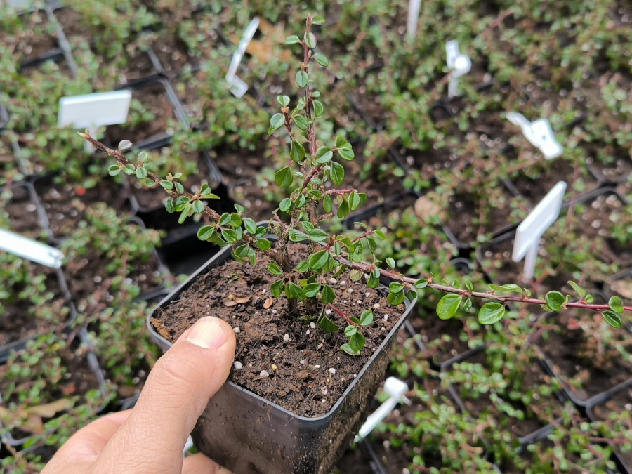 Irga łyżeczkowata SCHNEIDER - sadzonki w doniczkach P9