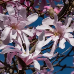 Magnolia gwiaździsta ROSEA - sadzonki