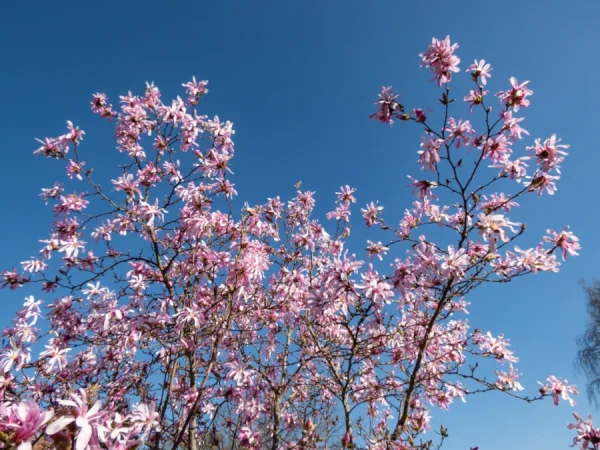 Magnolia gwiaździsta ROSEA - sadzonki