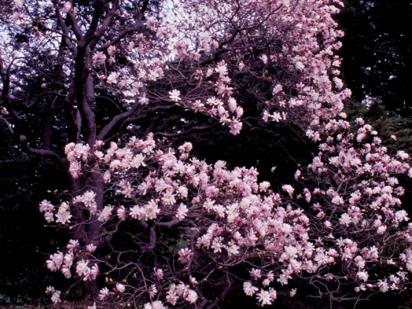 Magnolia gwiaździsta ROSEA - sadzonki