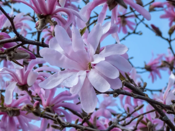 Magnolia gwiaździsta ROSEA - sadzonki