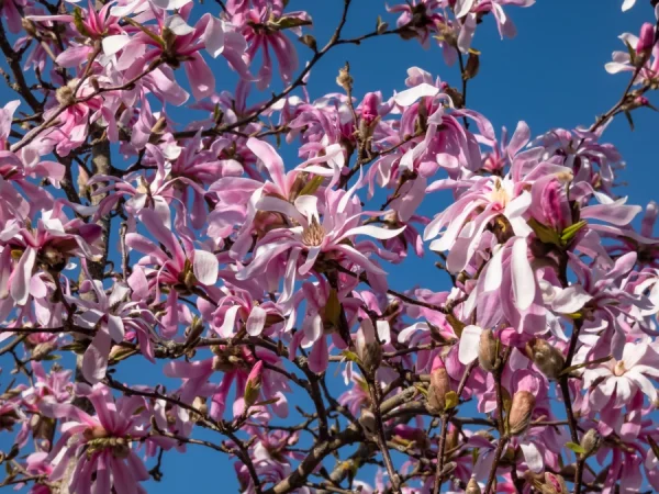 Magnolia gwiaździsta ROSEA - sadzonki