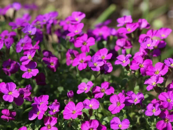 Żagwin ogrodowy AXCENT LILAC - sadzonki