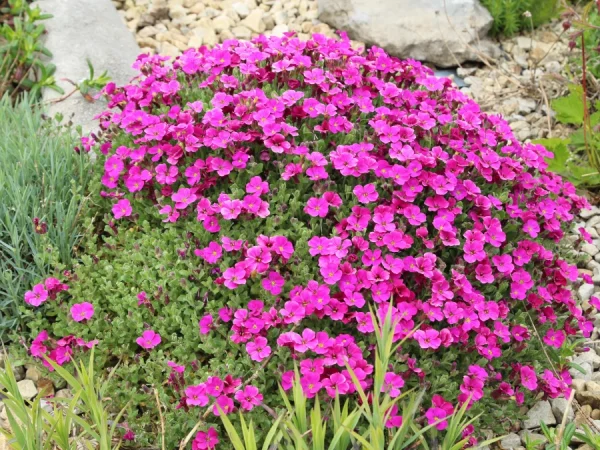 Żagwin ogrodowy AXCENT LILAC - sadzonki