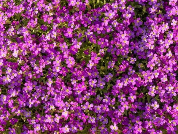 Żagwin ogrodowy AXCENT LILAC - sadzonki