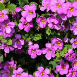 Żagwin ogrodowy AXCENT LILAC - sadzonki