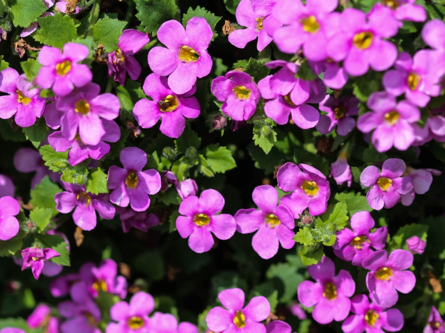 zagwin-ogrodowy-axcent-lilac-sadzonki-5 Żagwin ogrodowy AXCENT LILAC - sadzonki