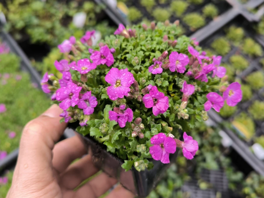 zagwin-ogrodowy-axcent-lilac-sadzonki-p9 Żagwin ogrodowy AXCENT LILAC - sadzonki w doniczkach P9